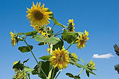 庆祝《漫威蜘蛛侠2》登陆PC 《漫威争锋》将推出蜘蛛侠新皮肤